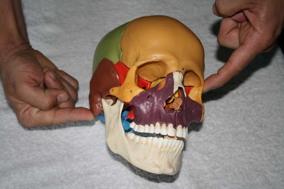 Osteopathie Schädelkraftlinien